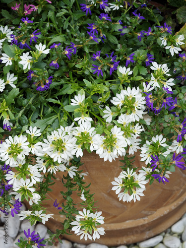 Scaevola aemula - White tuft of ornamental fan-flowers with fan-shaped petals grown in cascading on a pot