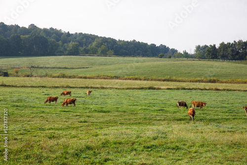 Brown beef cattle grazing in a pasture in the lush green farmland of Amish country, Ohio