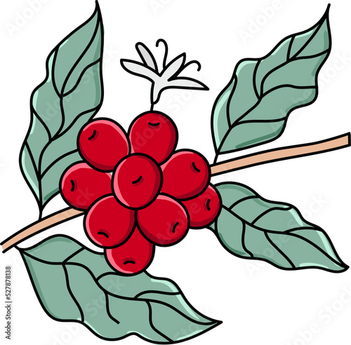 Coffee Cherry Illustration Style