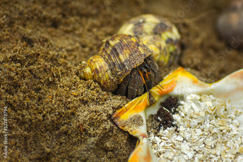 Hermit Crab from Caribbean Sea, crab in shell walking on the beach
