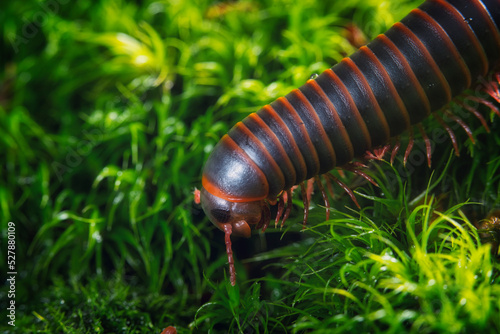 Millipede Close-up on Moss