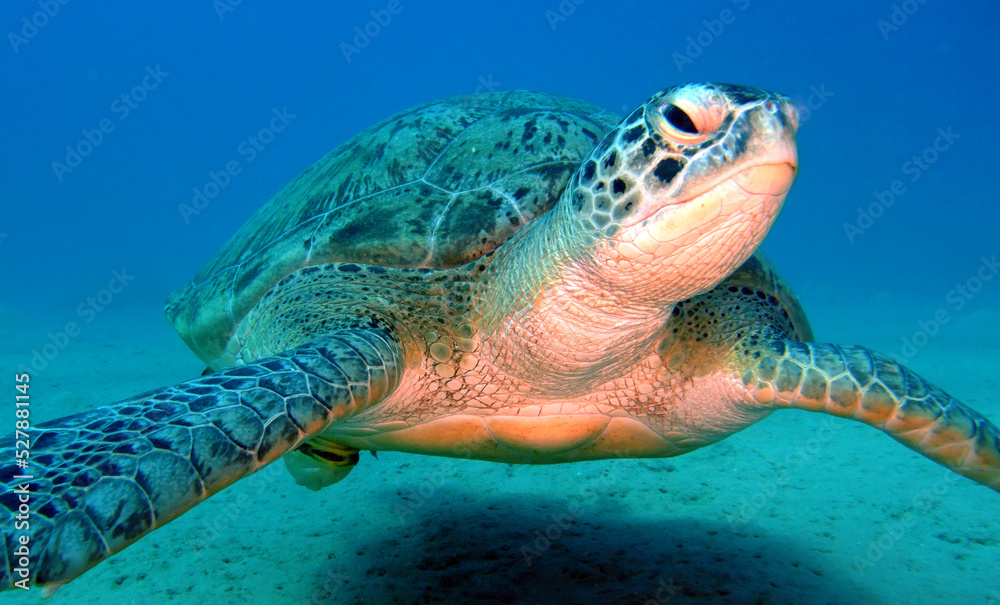 Fototapeta premium Hawks bill Turtle