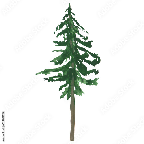 Pine tree isolated on a transparent background. Watercolor evergreen plants. Scotch fir illustration. Christmas tree clipart. Landscape scene objects. Hand-drawn green pine tree illustration.