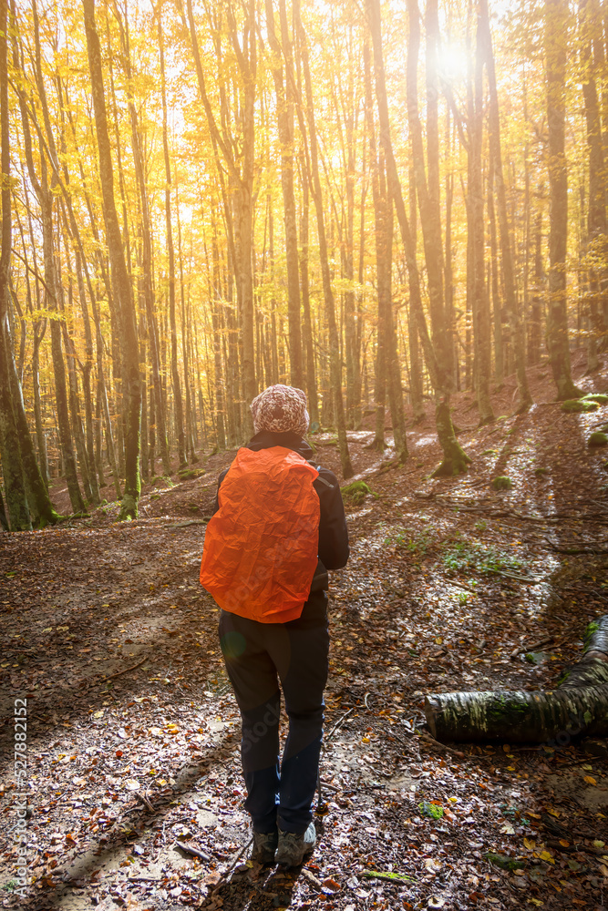 A hiker with a backpack walks through a vibrant autumn forest, with golden leaves and tall trees creating a warm, serene atmosphere. Parco Nazionale delle Foreste Casentinesi, Tuscany, Italy A hiker with a backpack walks through a vibrant autumn forest, with golden leaves and tall trees creating a warm, serene atmosphere. Parco Nazionale delle Foreste Casentinesi, Tuscany, Italy