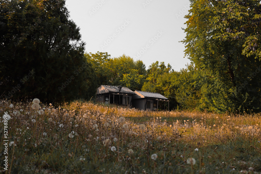 Nestled amidst the rolling hills and lush meadows, little houses peek out from the sea of wildflowers.