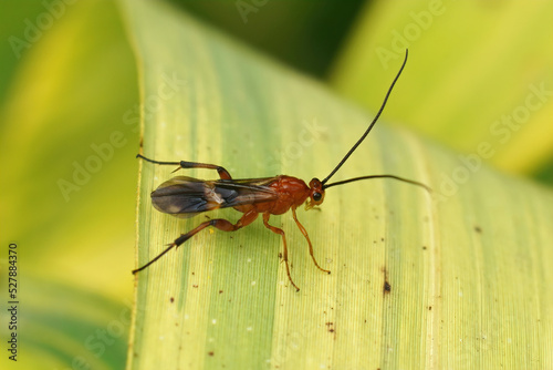 Closeup on a colorful red Braconid wasp , Cremnops desertor sitting on a green leaf photo