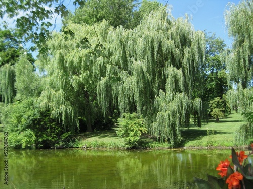 expansive weeping willow tree by pond photo