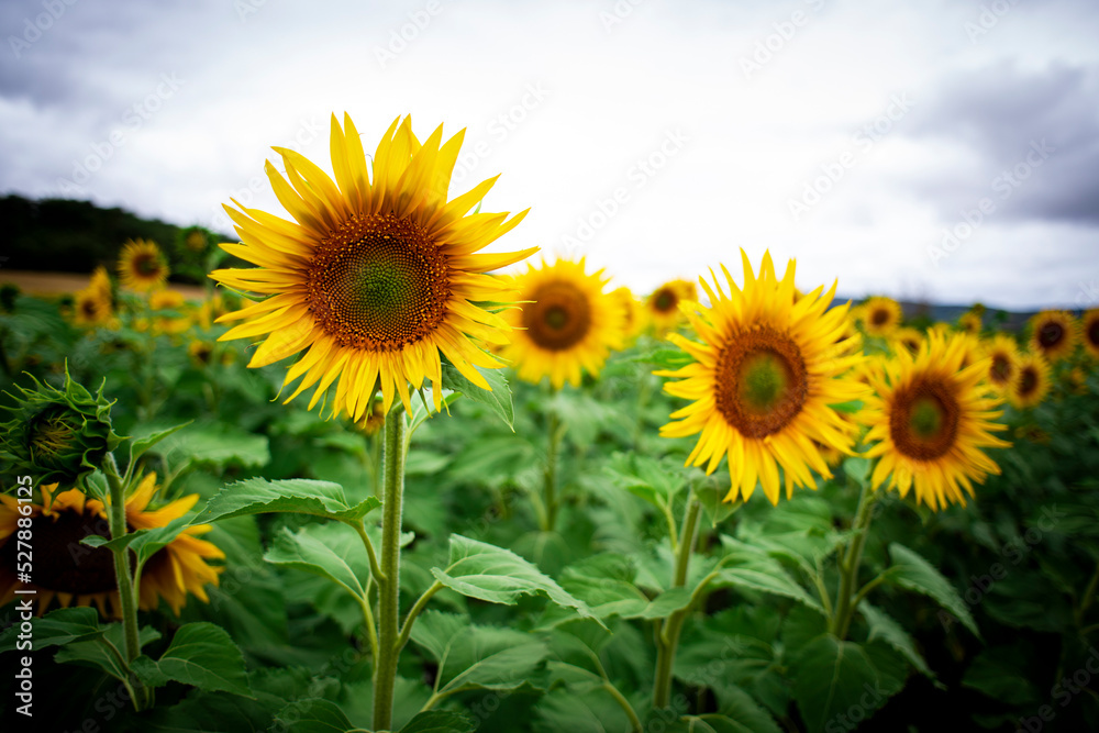 Fototapeta premium Girasol, girasoles, aceite, pipas, amarillo, verde, sol