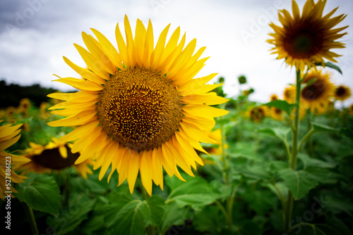 Girasol  girasoles  aceite  pipas  amarillo  verde  sol