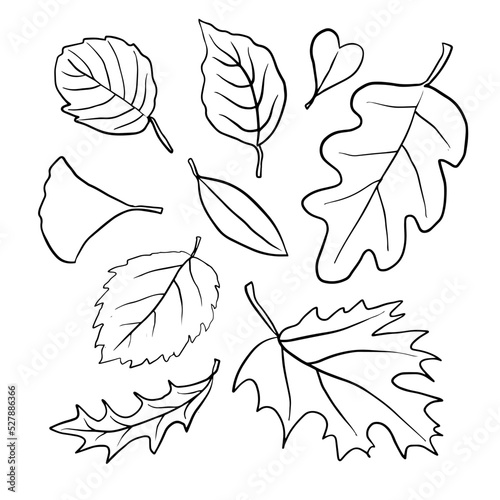 simple autumn leaves shape free hand drawing ink leaf vector contour  set  