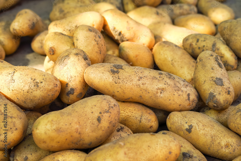 potato tubers. harvesting and cultivating potatoes concept potato tubers. harvesting and cultivating potatoes concept