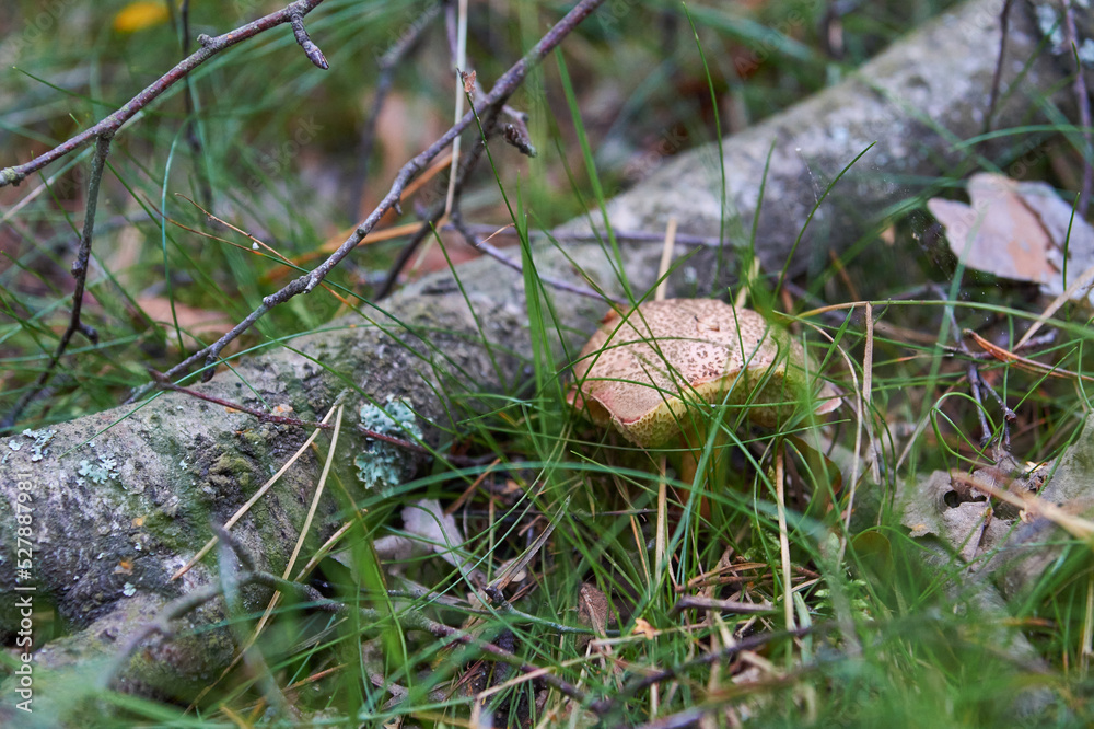 podgrzybek w lesie