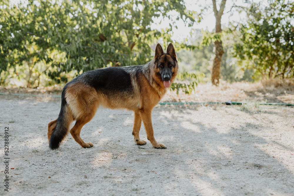 German Shepherd dog portrait