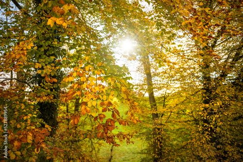 Wald im Herbst mit Sonne und buntem Laub