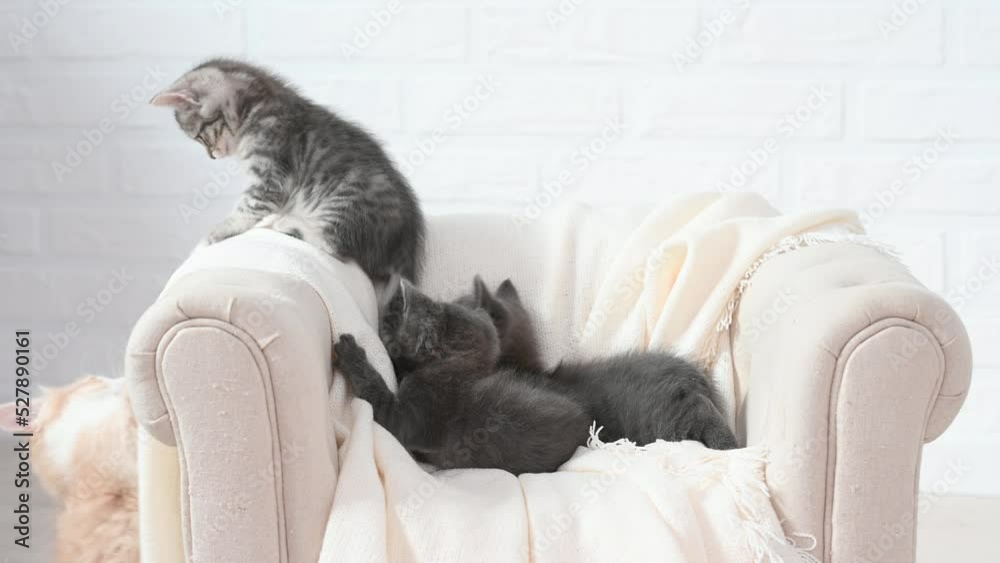 two cute funny cat kittens play on a beige armchair at home. High quality 4k footage