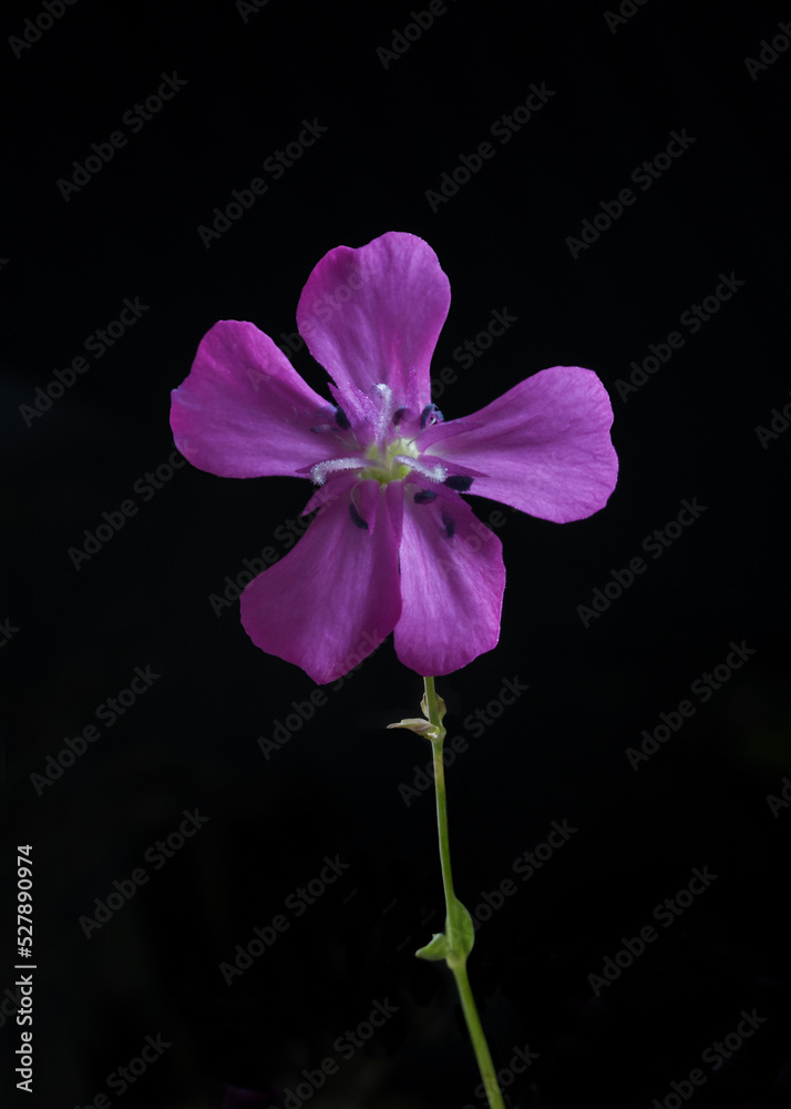 Fototapeta premium Silène armérie