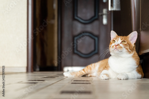 Canvastavla Cute ginger cat lying on floor in apartment