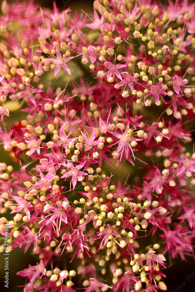 Hylotelephium, telephium beautiful flower, flowers garden. Pink bouquet