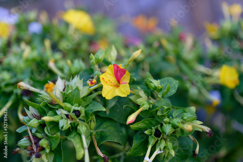 Four O´Clock Plant, Marvel Of Peru (Mirabilis jalapa), flowering. photo