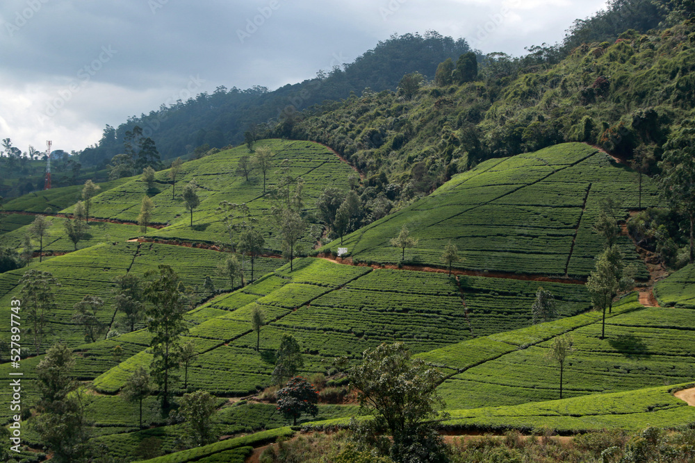 Landscape of tea plantations in Nuwara Eliya, Sri Lanka