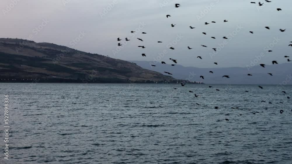 Flock of birds flying over lake. Flock of birds flying over lake.