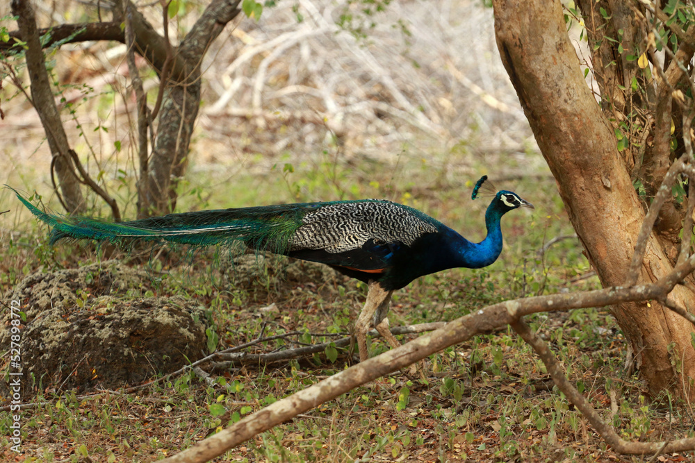 Indian peafowl in Yala National Park, Sri Lanka Indian peafowl in Yala National Park, Sri Lanka