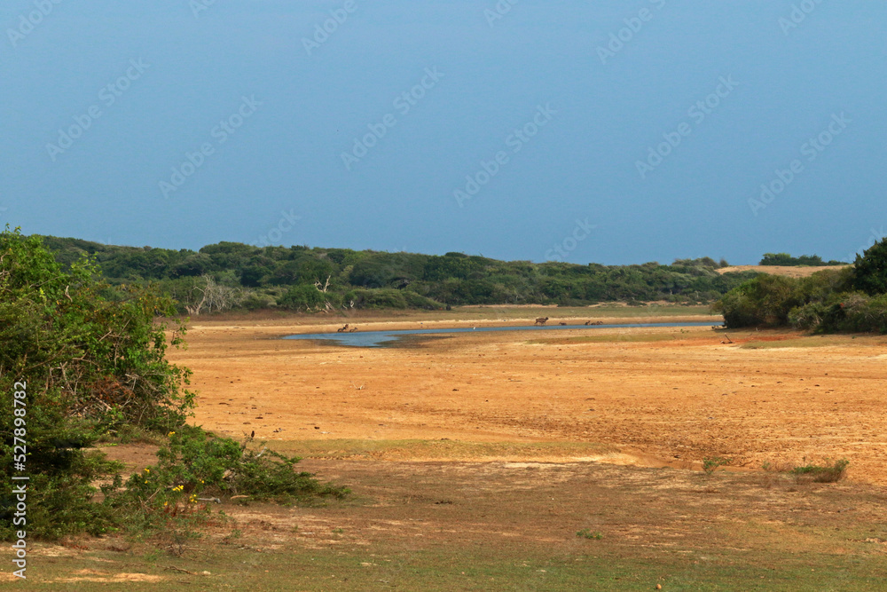 Obraz premium Landscape of Yala National Park, Sri Lanka