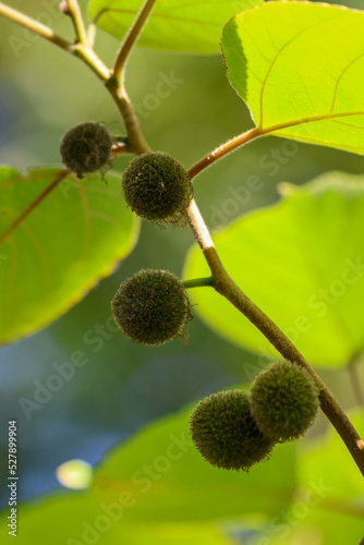 Fruits of Paper Mulberry tree 