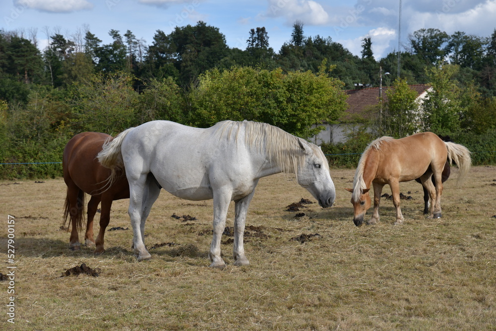 Chevaux de cirque dans un champ dans un village français du Berry Chevaux de cirque dans un champ dans un village français du Berry