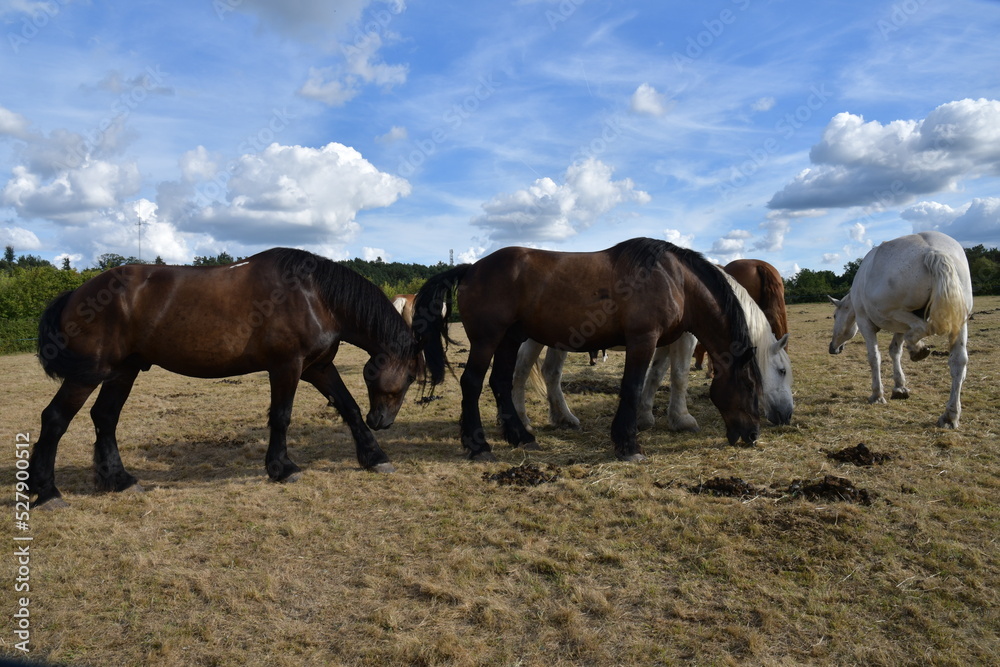 Chevaux de cirque dans un champ dans un village français du Berry Chevaux de cirque dans un champ dans un village français du Berry