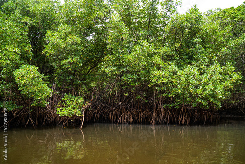Brazil Mangrove. Green mangrove trees in forest and river,  in Maracaípe, Pernambuco