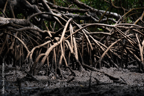 Brazil mangrove roots in Maracaípe, Pernambuco