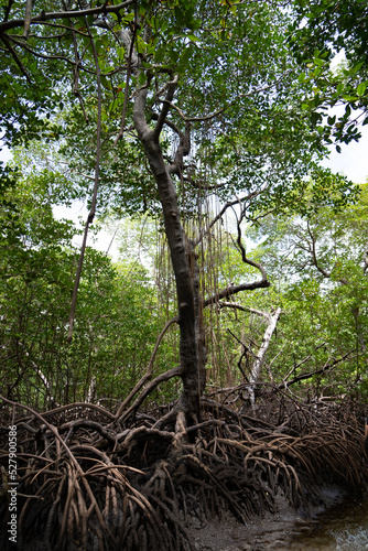 Brazil Mangrove. Big tree in the mangrove forest,  in Maracaípe, Pernambuco