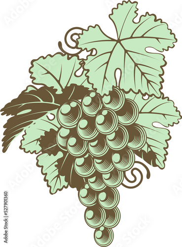 Bunch of Grapes on Vine