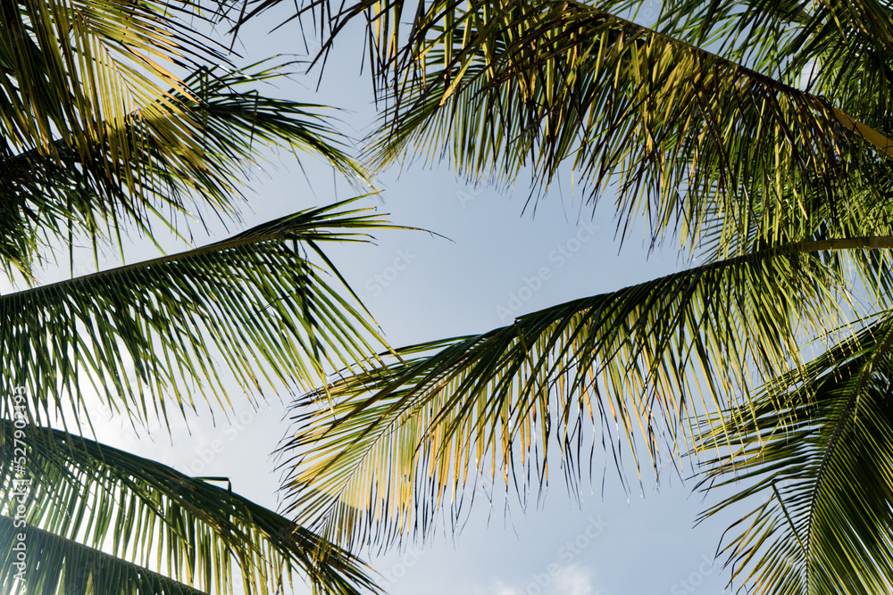 Fototapeta premium palm tree leaves