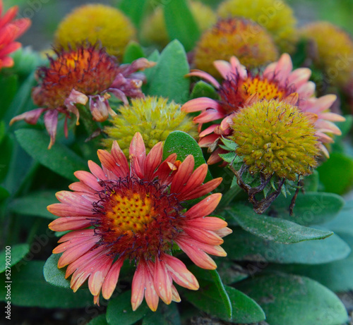 gaillarde jolie et échinacée pourpre photo