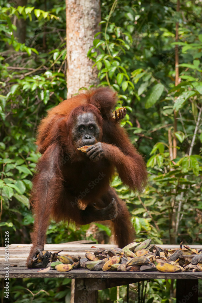 Fototapeta premium Female orangutan feeding on bananas with her baby in Tanjung Puting National Park, Borneo