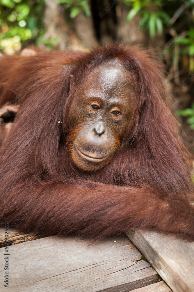 Young orangutan in Tanjung Puting National Park, Borneo Young orangutan in Tanjung Puting National Park, Borneo