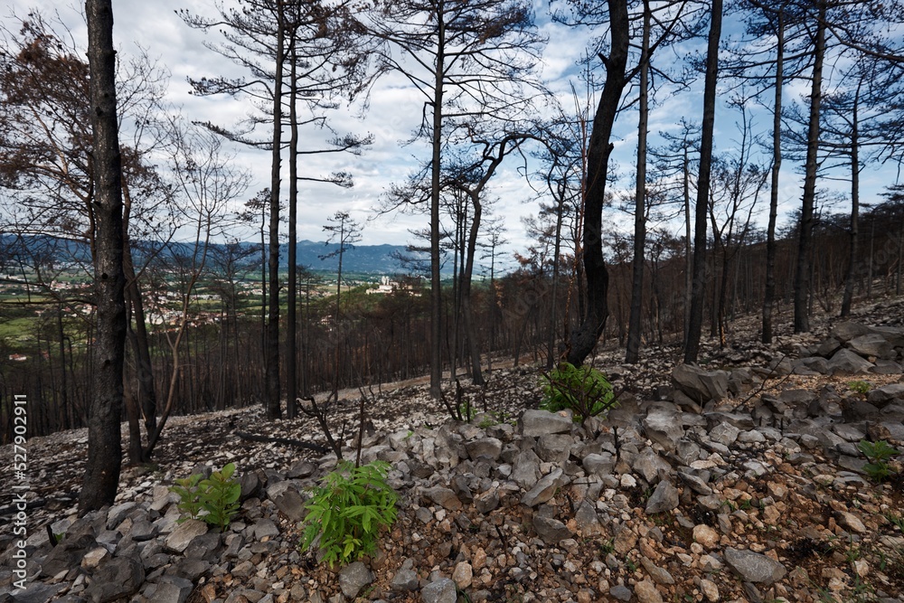 Karst, Sela na Krasu, Slovenia - July 23, 2022: A catastrofic forest fire in the Karst. The devastated landscape after the fire. Karst, Sela na Krasu, Slovenia - July 23, 2022: A catastrofic forest fire in the Karst. The devastated landscape after the fire.