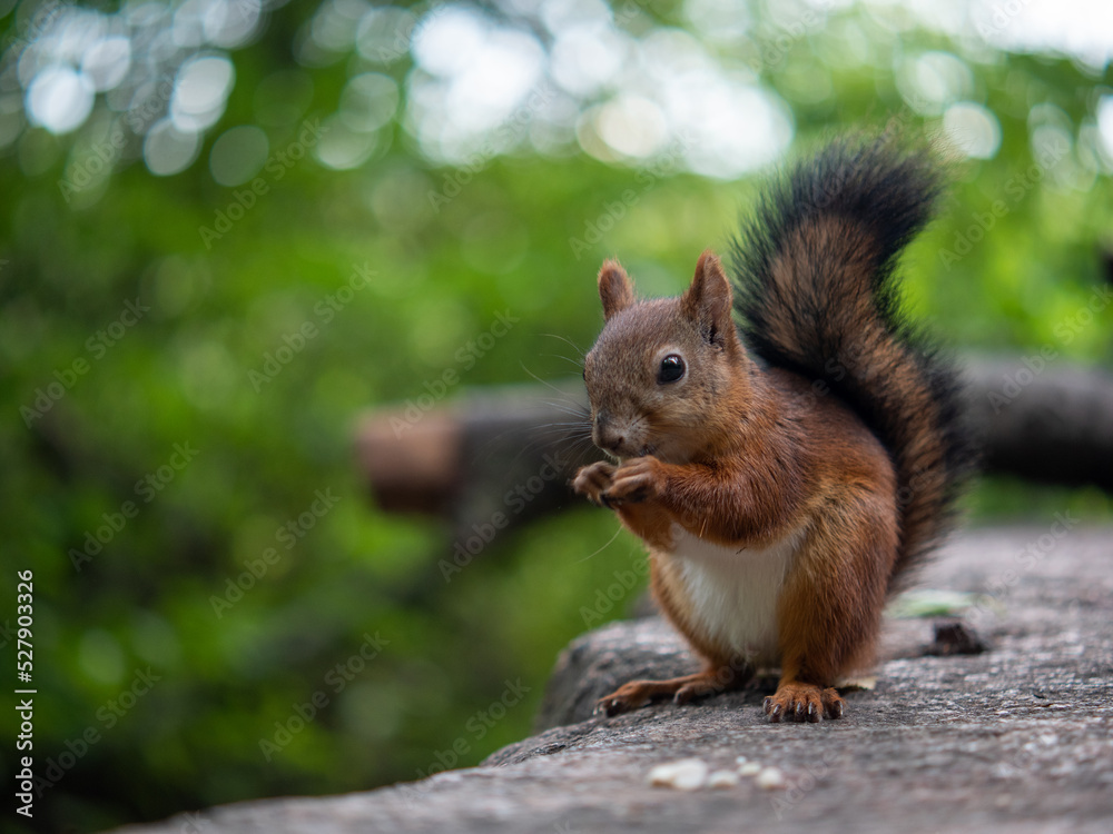 squirrel in the park