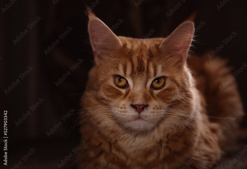 Beautiful red solid maine coon fun cat with calm beauty eyes and looking lying on the sofa at home. Closeup