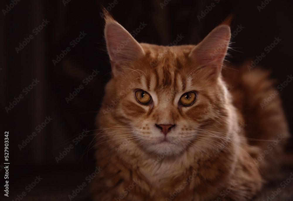 Beautiful red solid maine coon fun cat with calm beauty eyes and looking lying on the sofa at home. Closeup Beautiful red solid maine coon fun cat with calm beauty eyes and looking lying on the sofa at home. Closeup