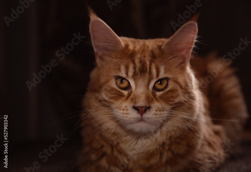 Beautiful red solid maine coon fun cat with calm beauty eyes and looking lying on the sofa at home. Closeup © nastia1983