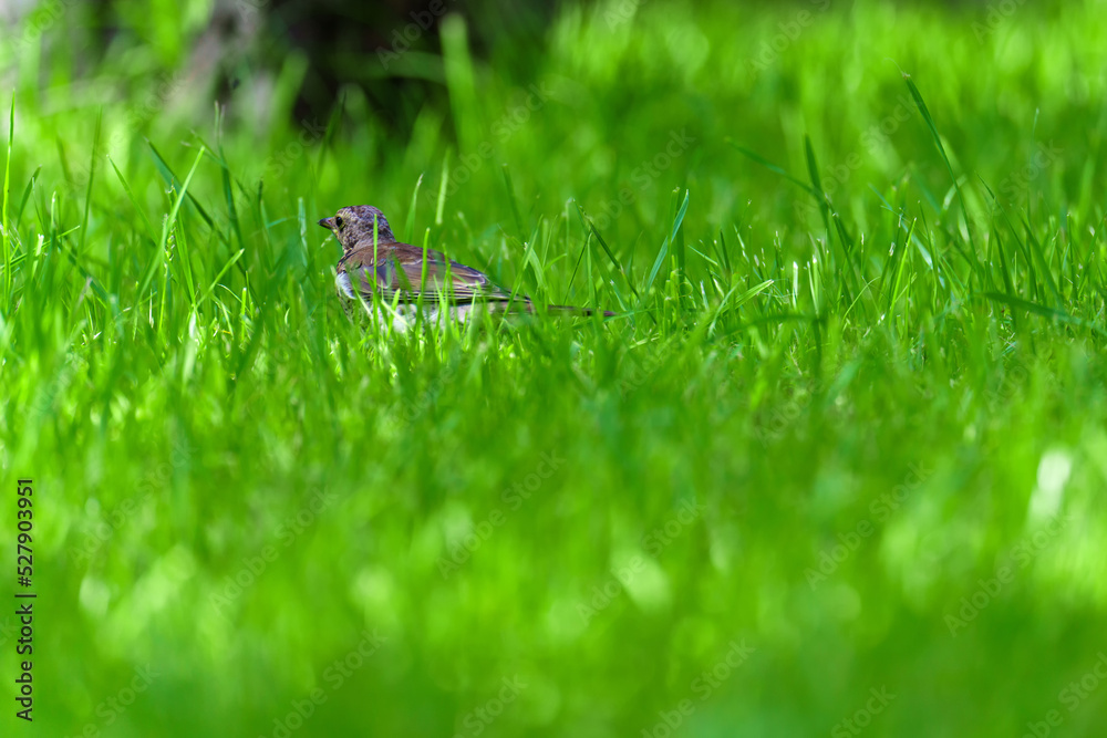 A large chick of a gray bird sits in the green grass A large chick of a gray bird sits in the green grass