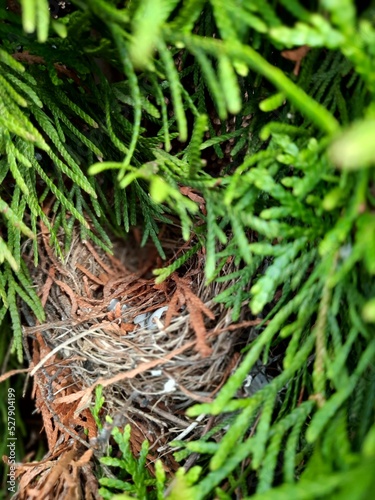 Bird's nest