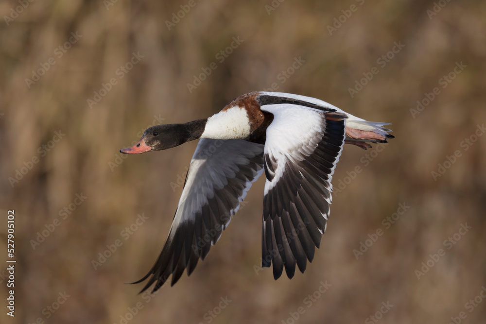 Common shelduck in natural habitat (Tadorna tadorna) Common shelduck in natural habitat (Tadorna tadorna)