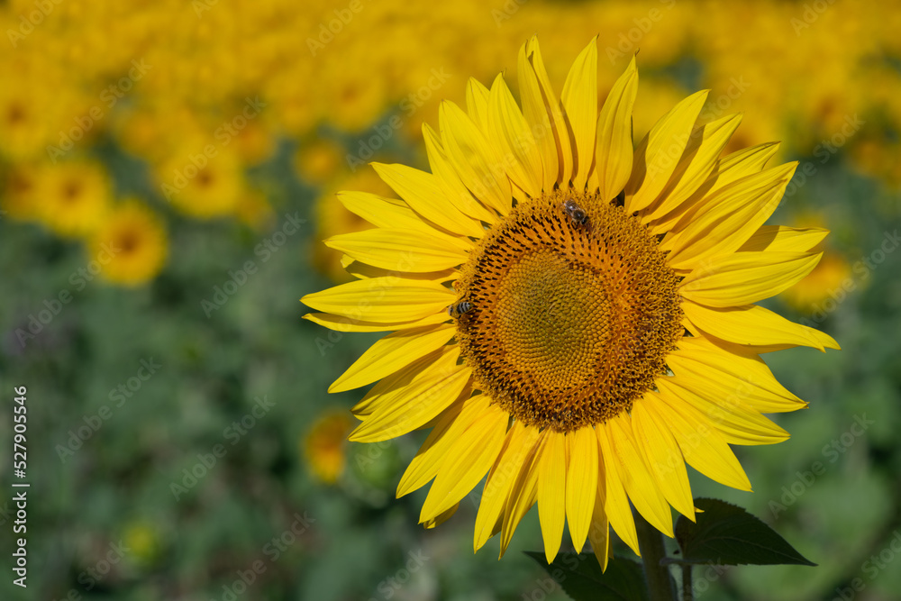Close-up of a yellow and bright sunflower in the field. There are bees on the flower. Lots of sunflowers in the background.