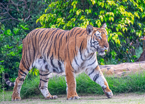 A Bengal Tiger strolling in area