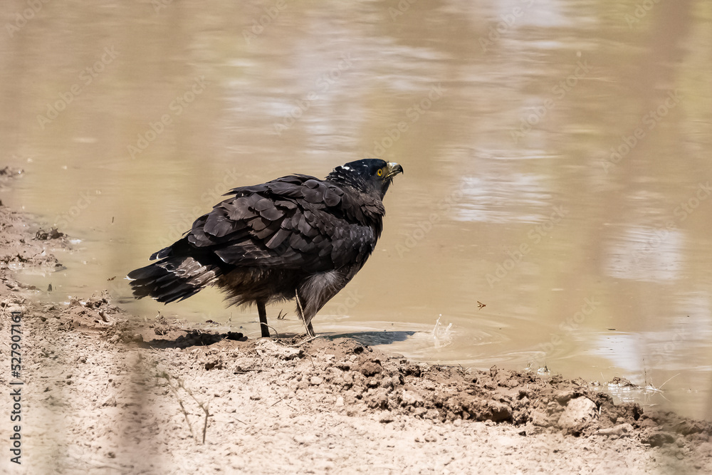 Obraz premium Crested Serpent Eagle, Spilornis cheela, bird drinking in a lake in India 
