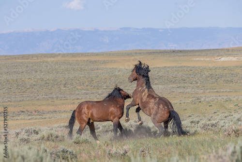 Wild Horse Stallions Fighting in the Wyomign Desert in Summer